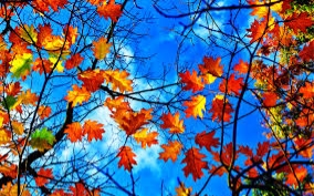 Картинка Осенних листьев картинка » Осень » Природа » Картинки 24 ...